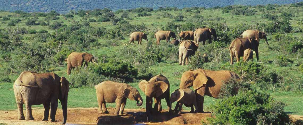 Addo Elephant National Park