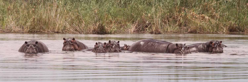 Mahango Game Reserve