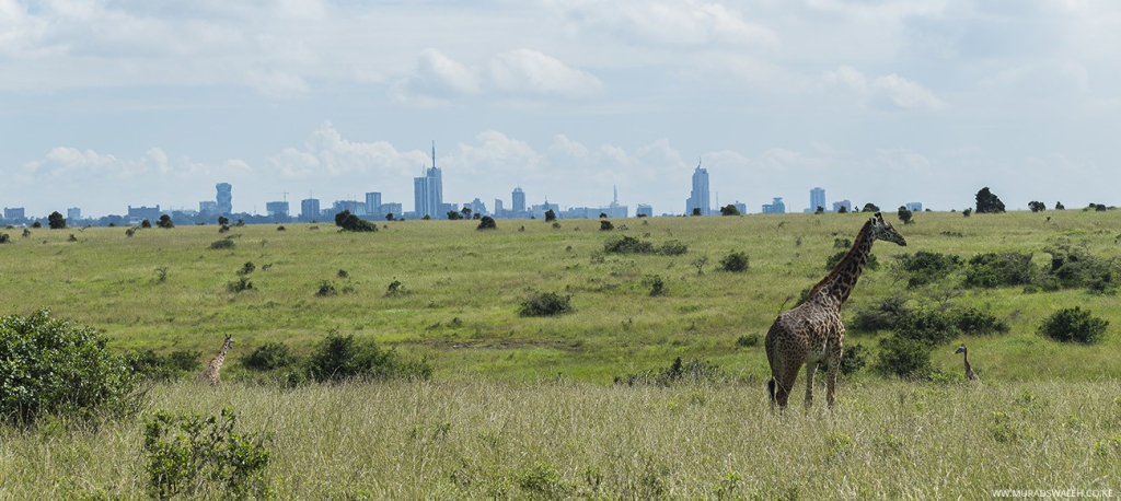 Nairobi National Park Kenya