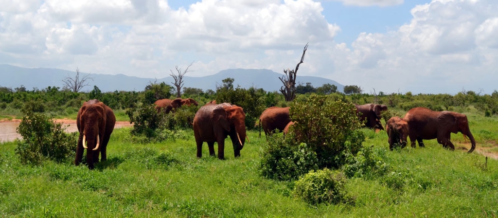 tsavo east national park