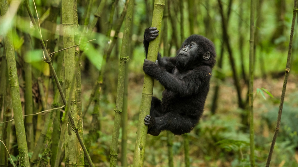 Kahuzi Biega National park-Virunga National park Congo