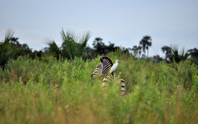 Moremi Game Reserve In Botswana