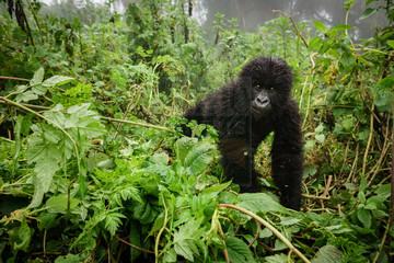 1 Day Rwanda Gorilla Trekking Safari Volcanoes Park