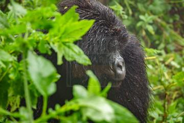 6 Days Uganda Gorilla Safari Chimpanzee Trekking Wildlife Tour