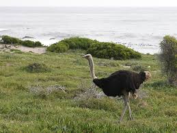 Table Mountain National Park South Africa