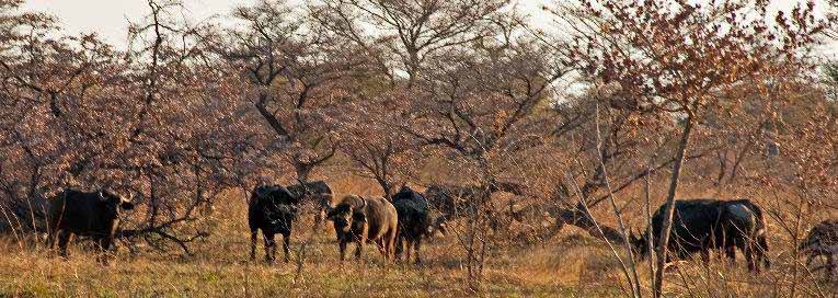 Namibia Safari Activities