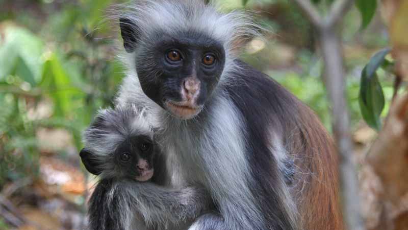 7 Days Zanzibar Holiday Safari Tour