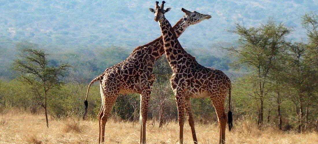 Rwanda Wildlife Safaris