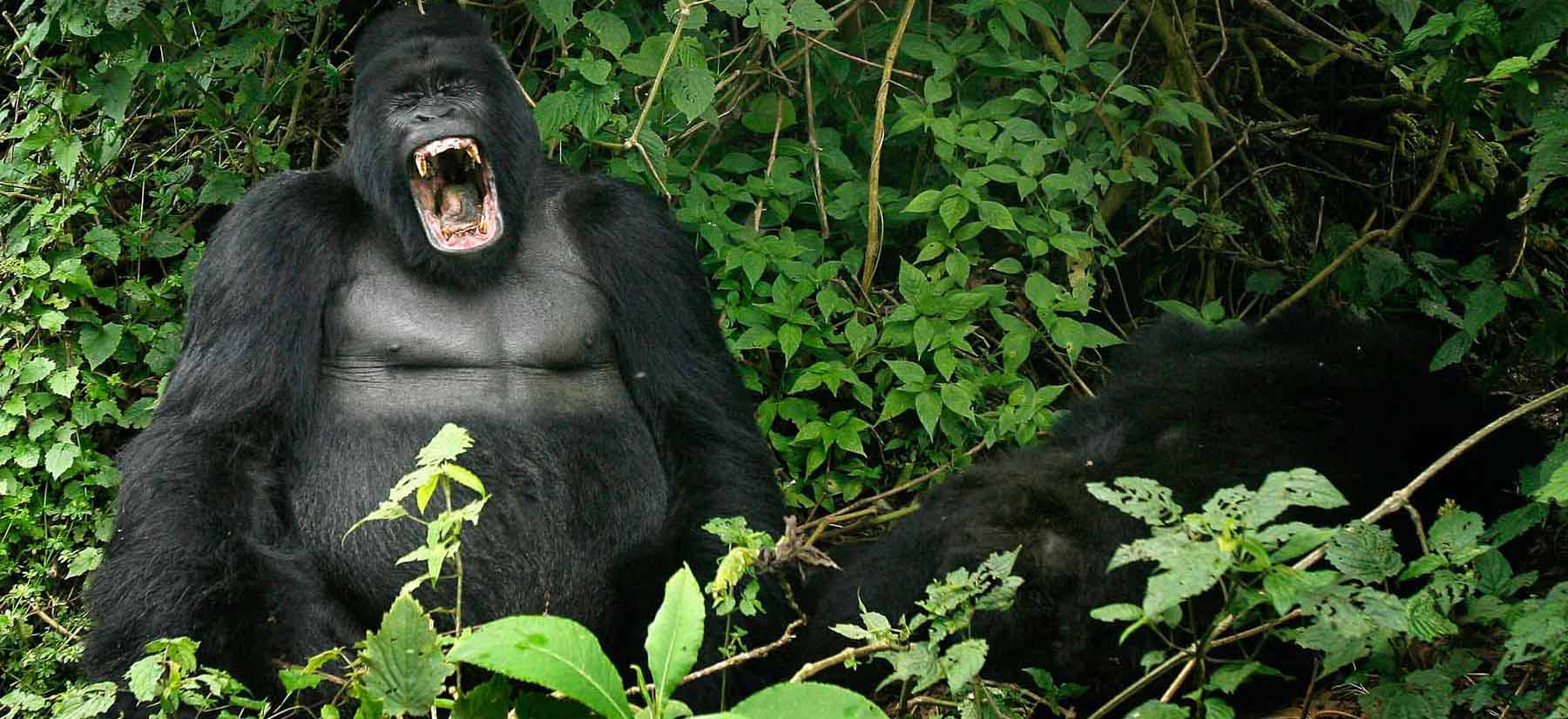 Congo Wildlife Safaris