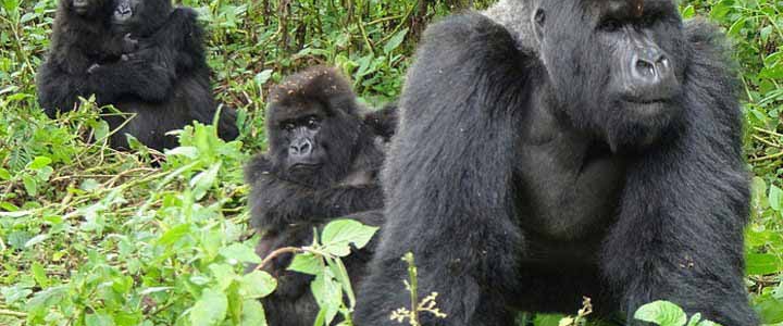 Congo Safaris Tours 21 Days Uganda Birding Safari Tour in Africa