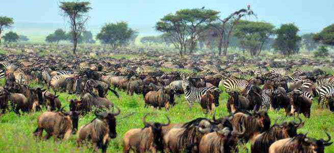 South Africa Wildlife safaris