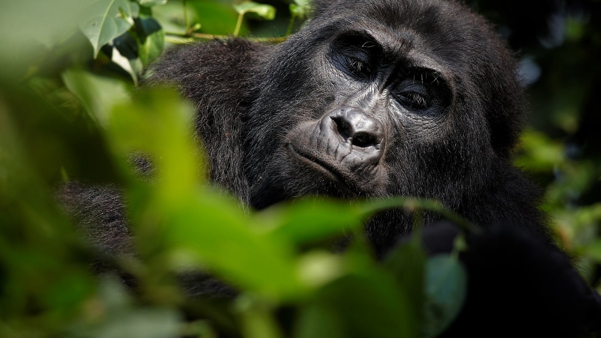 Frequently Asked Questions About Traveling to Uganda