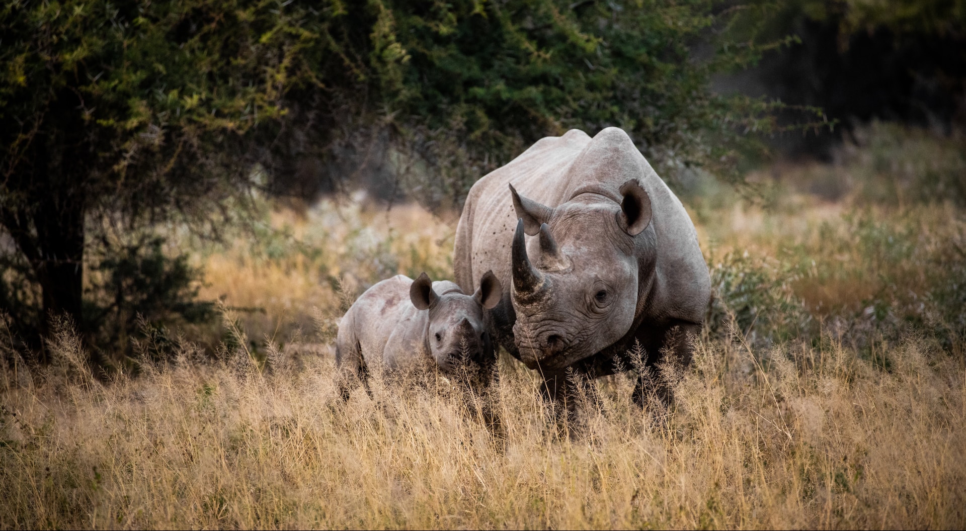 12 Days South African Luxury Safari Expedition, Luxury South Africa