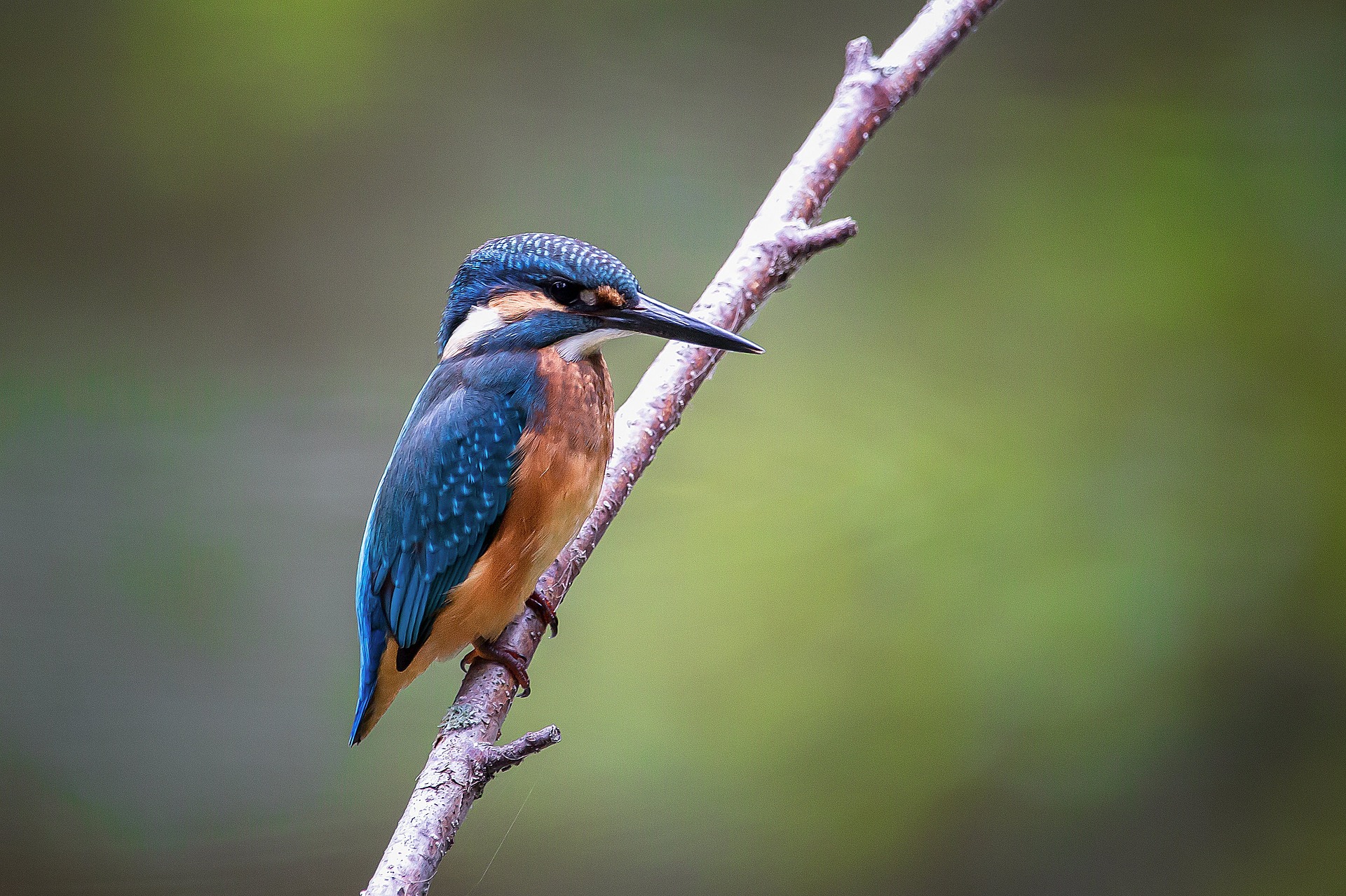 Birding in Uganda