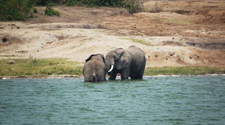 3 Days Queen Elizabeth Park Safari Uganda Tour