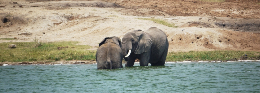 3 Days Queen Elizabeth Park Safari Uganda Tour