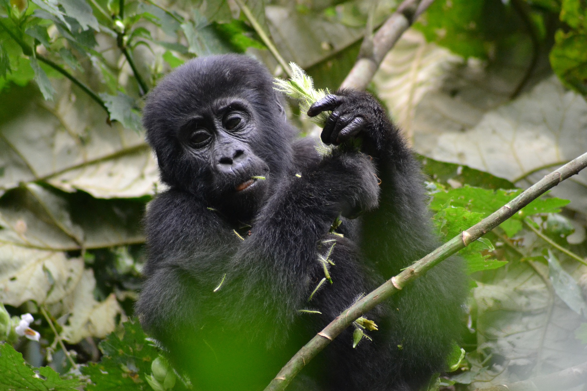 Gorilla trekking in uganda