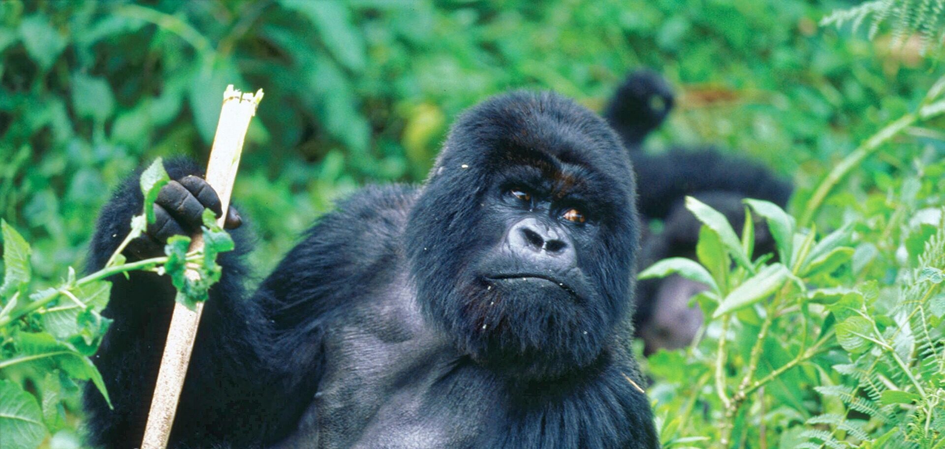 Volcanoes National Park Rwanda