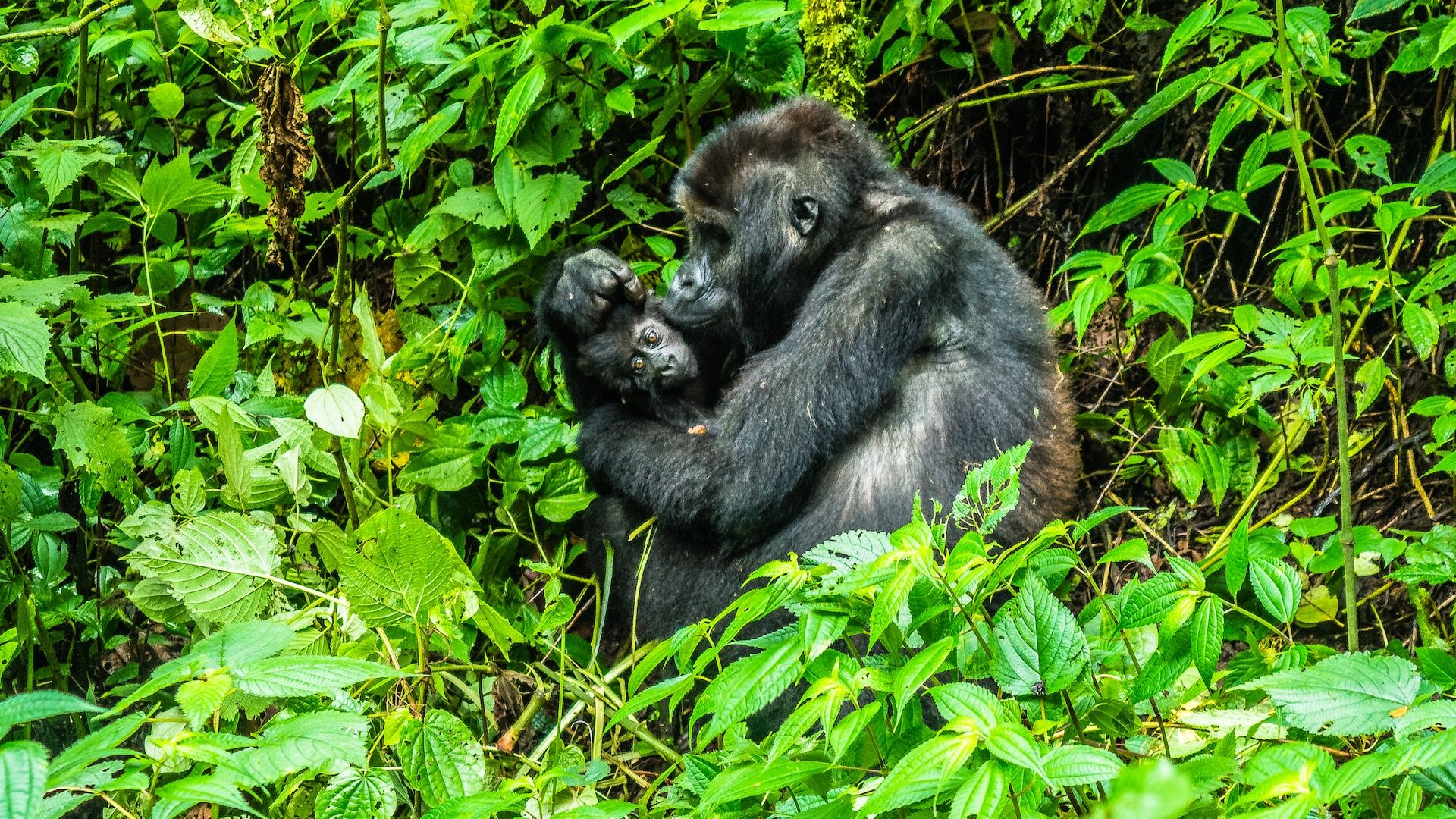 Congo Wildlife Safaris