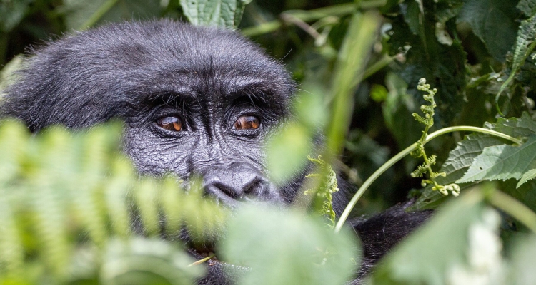 5 Days Rwanda Gorilla Tour and Chimpanzee Trekking Safari Rwanda