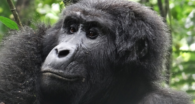 5 Days Uganda Gorilla Safari & Chimpanzee Trekking Uganda Tour