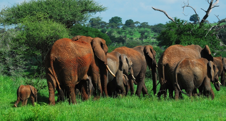6 Days Tanzania Wildlife Safari to Tarangire Serengeti & Ngorongoro Crater