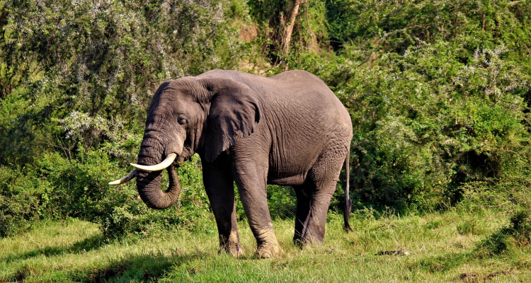 Uganda Wildlife Safaris & Tours