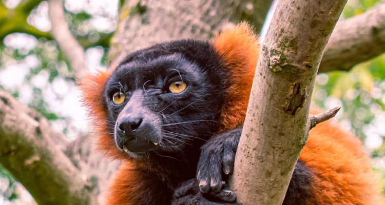 Madagascar Wildlife Safaris