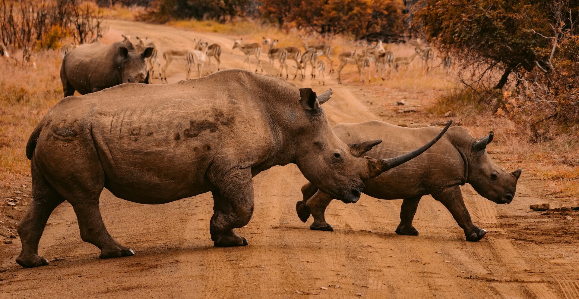 South Africa Budget Safaris African Safari Tours