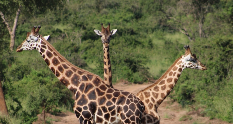 Uganda Budget Safaris