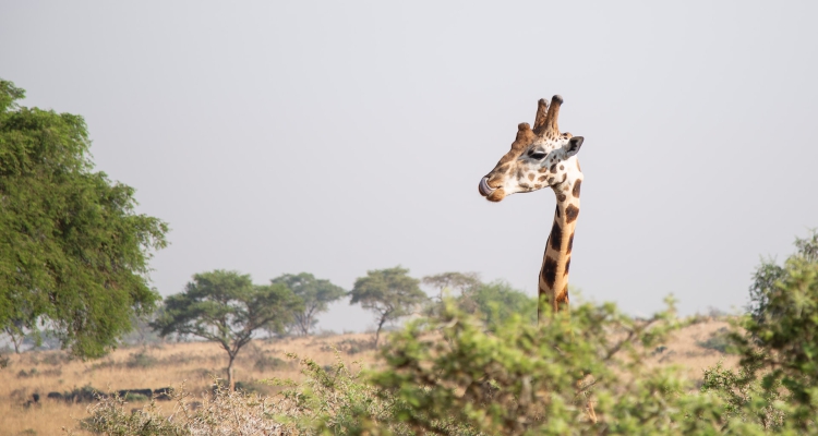 Uganda Luxury Safaris