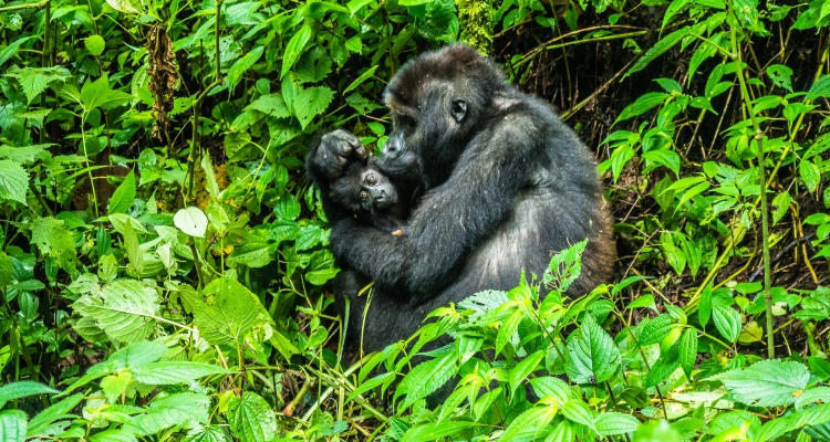 Kahuzi-Biega National Park