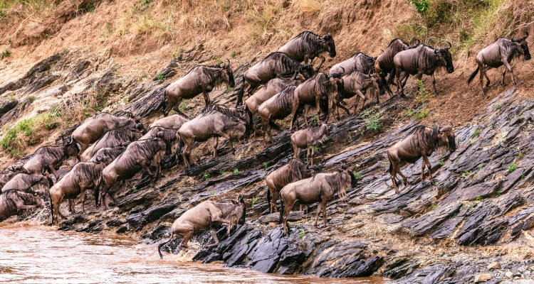 Kenya Wildlife Safaris