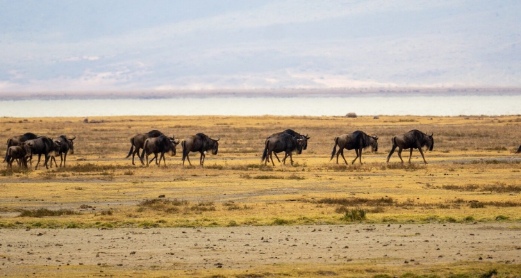 Ngorongoro Conservation Area in Tanzania