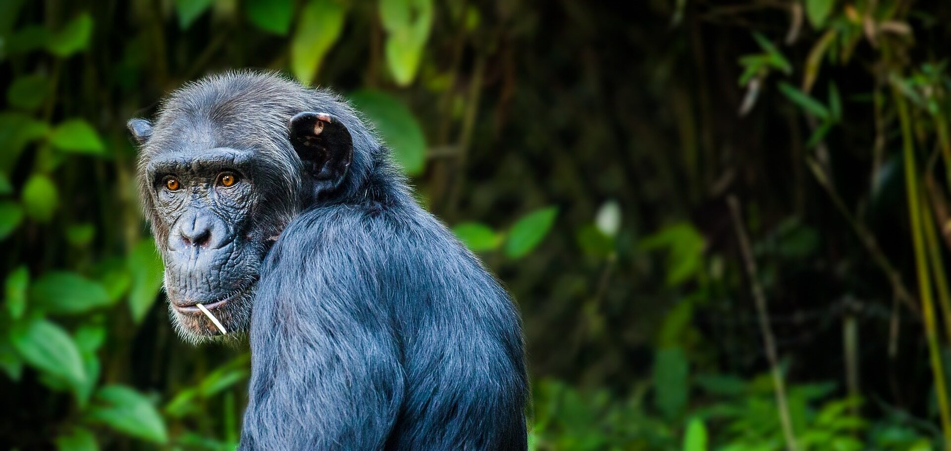 Volcanoes National Park Rwanda
