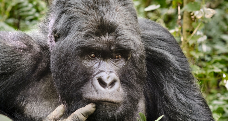 Virunga National Park Congo