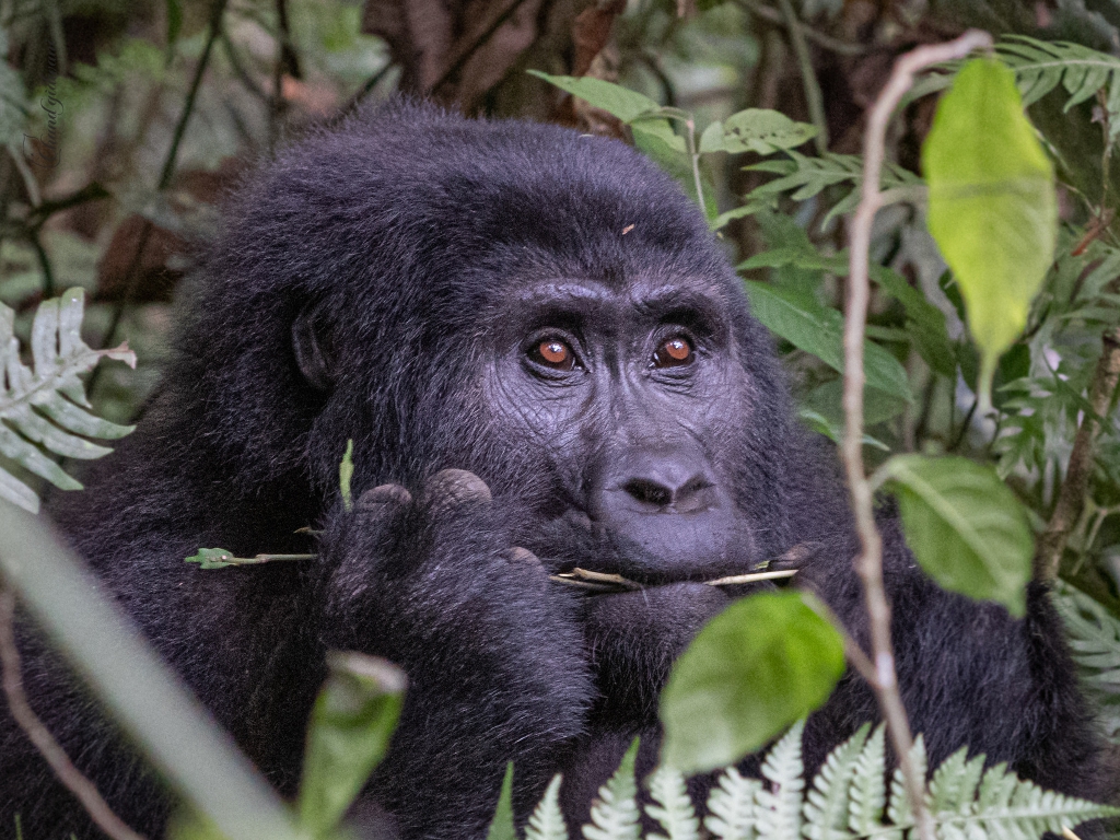 Last Minute Gorilla Trekking Safaris