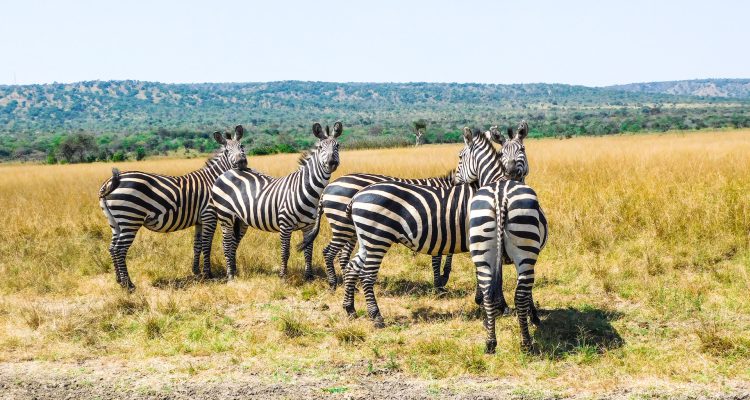 Rwanda Safari Tours, Rwanda Safaris & Holiday Vacations