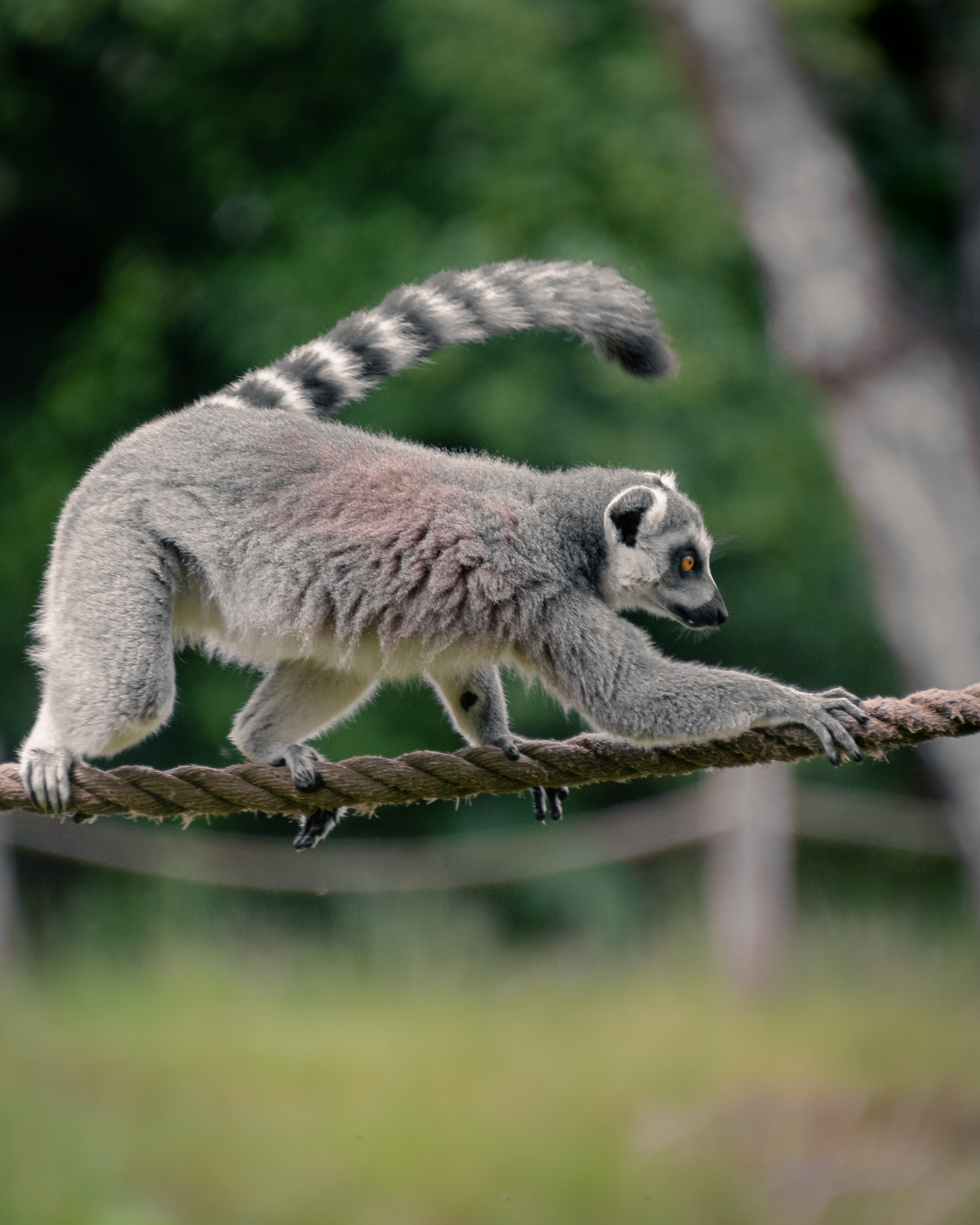 Facts about Madagascar - African Safari Tours