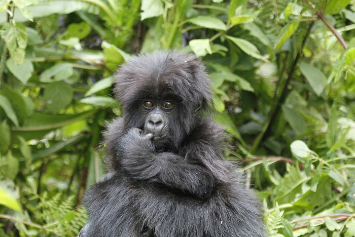 Congo Gorillas in Virunga National Park