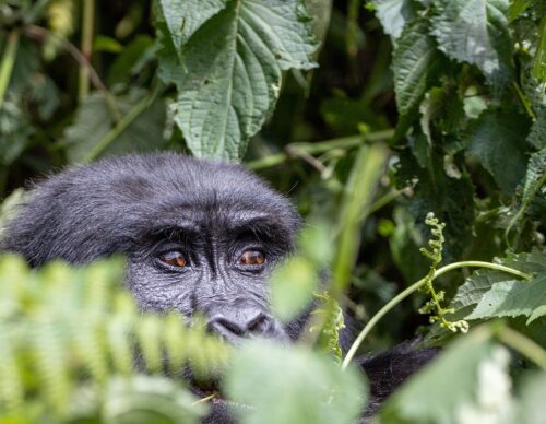Africa Gorilla Trekking Safaris, Gorilla Tours & Gorilla Trekking Safaris in Africa
