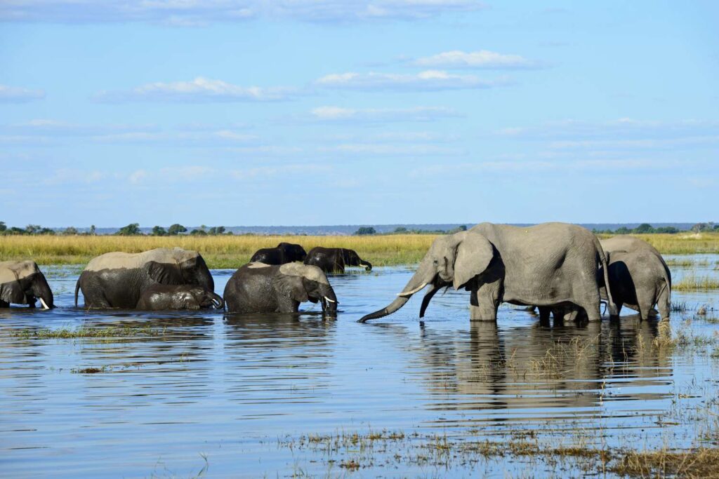 Botswana Safaris