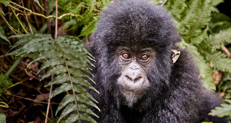 Congo Gorilla Trekking Tours, Gorilla Safaris in Congo