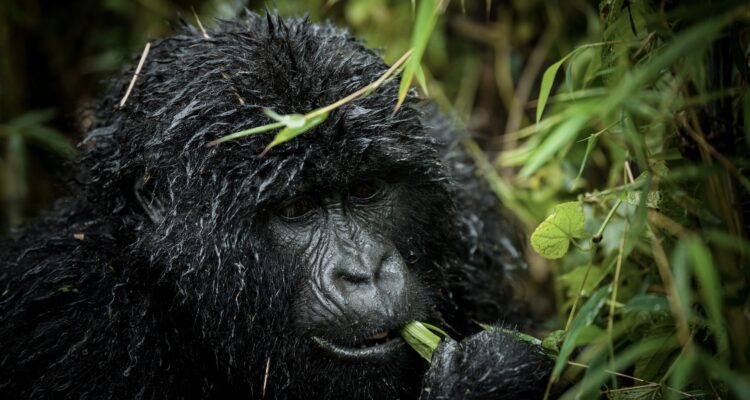 Gorilla Trekking Rwanda Safaris, Gorilla Tours Rwanda, Gorilla Safari in Rwanda