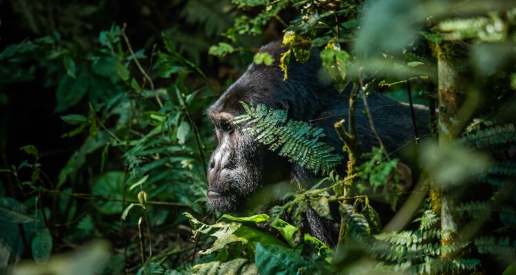 Uganda Gorilla Trekking, Uganda Gorilla Safaris & Safari Tours