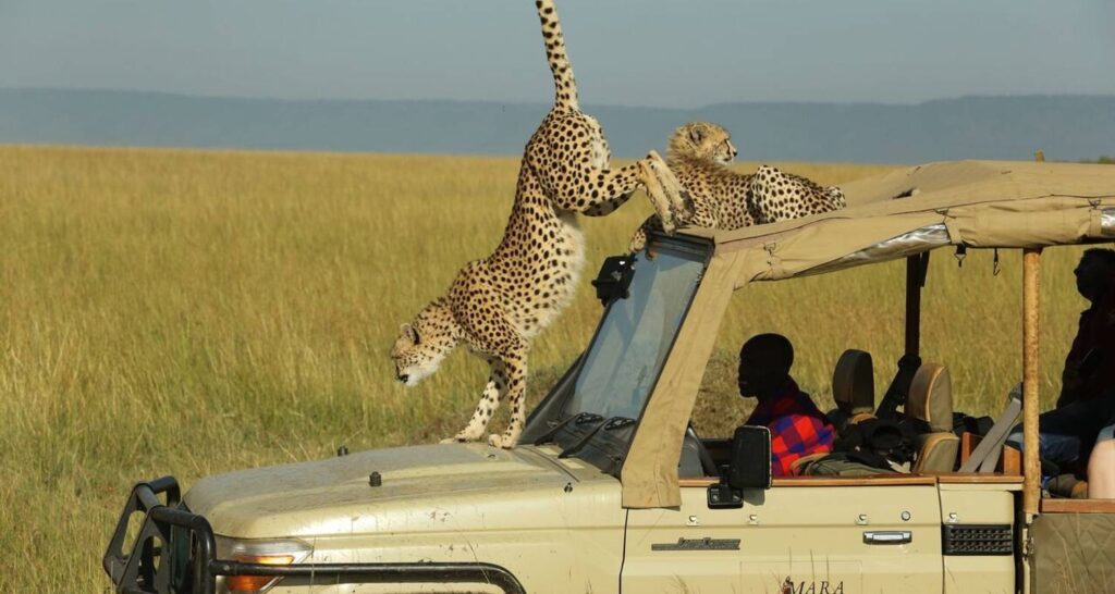 African photographic safari