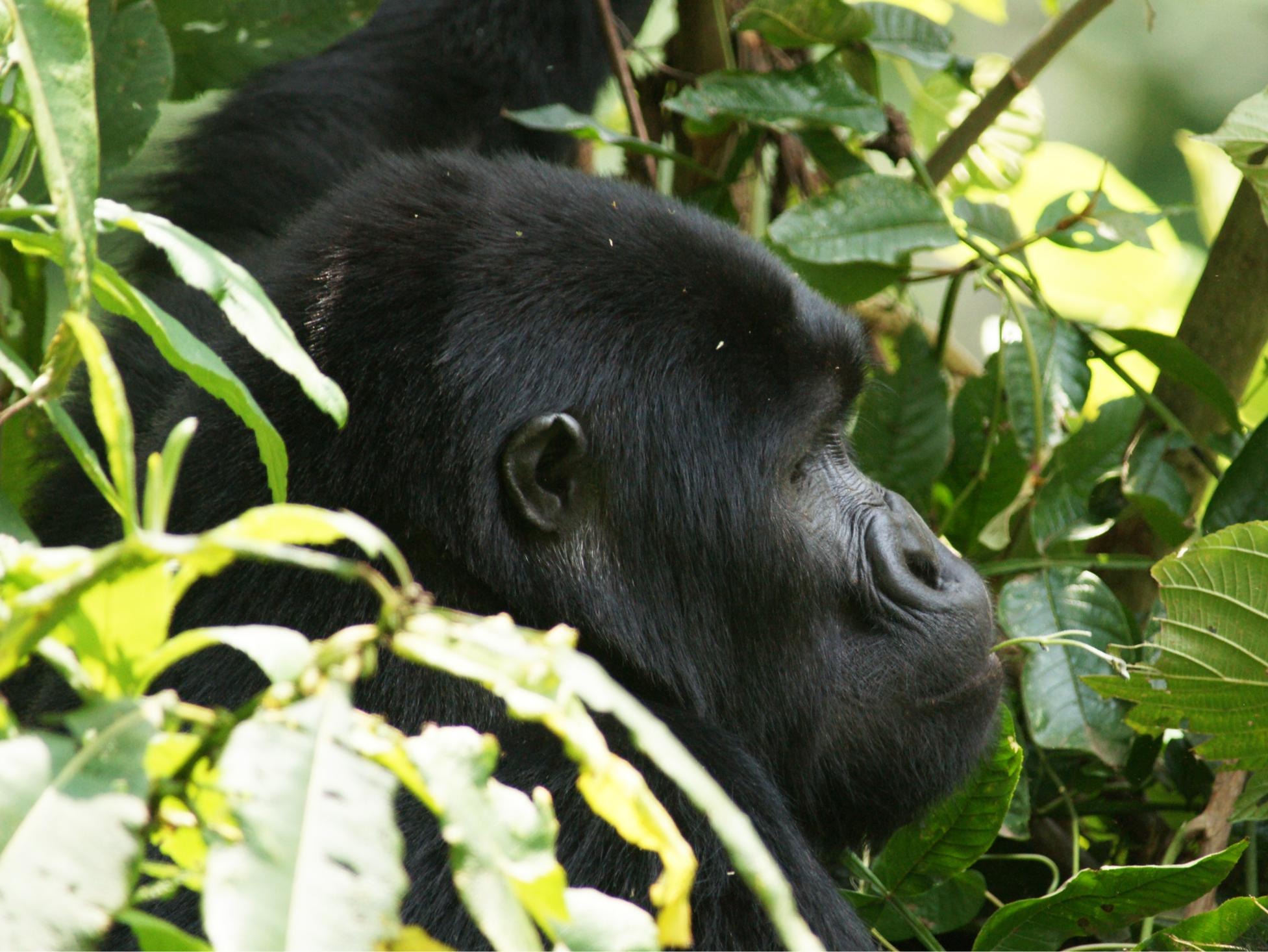 Tourist Attractions in Uganda