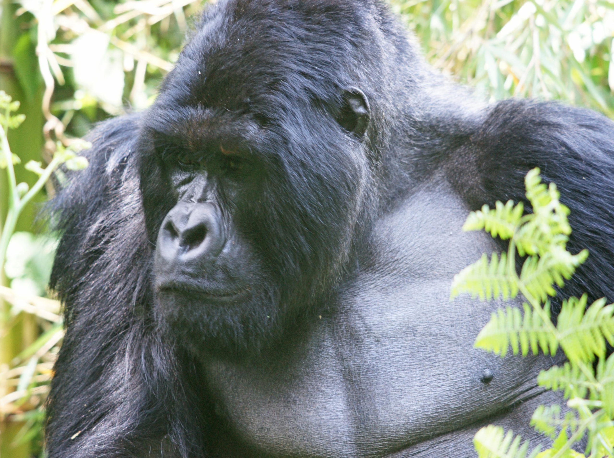 Gorilla trekking in uganda