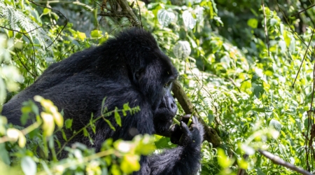 Mountain Gorillas in Bwindi
