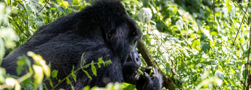 Mountain Gorillas in Bwindi